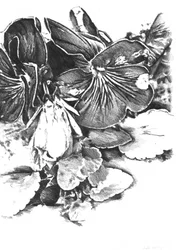 Delicadas flores de pensamiento
