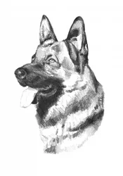 Dibujo de un perro: boceto de arte animal n.º 19