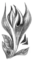Elegante boceto botánico
