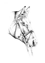 Elegante caballo con brida