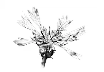 Elegante boceto de una flor