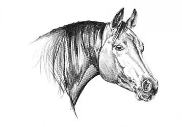 Elegante cabeza de caballo