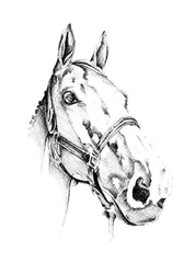 Elegante retrato de un caballo