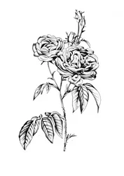 Elegantes rosas en flor