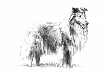Elegante dibujo de un collie de pelo largo