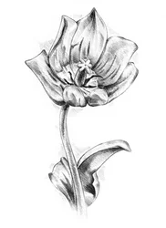 Elegante dibujo de un tulipán