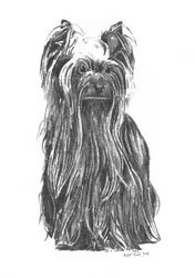 Elegante Yorkshire Terrier