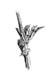 Brotes de plantas