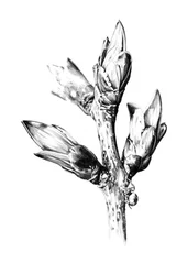 Brotes primaverales