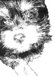 Carita de cachorro peludo