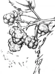 Dibujo de bayas frescas