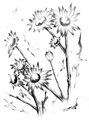 Dibujo de delicadas margaritas