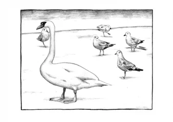 El elegante cisne y las gaviotas