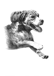 Dibujo de un perro feliz