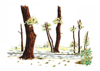 Sendero ilustrado por el bosque