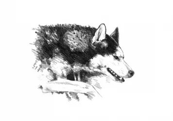Retrato intenso de un husky