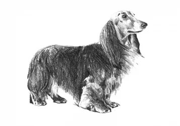 Boceto de un perro salchicha de pelo largo