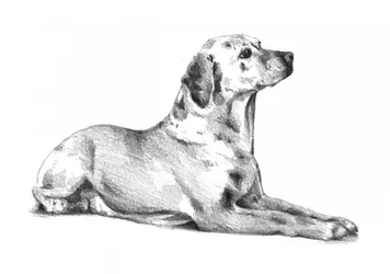 Perro manchado tumbado