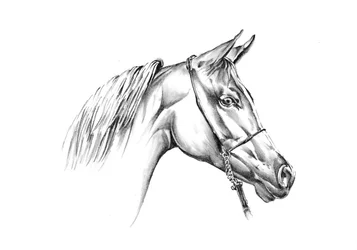 El majestuoso caballo árabe