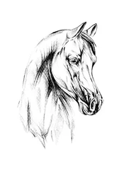 El majestuoso caballo árabe