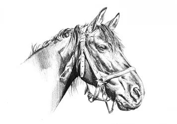 Dibujo de un caballo majestuoso