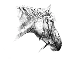 Dibujo de un caballo majestuoso