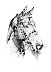 Dibujo de un caballo majestuoso