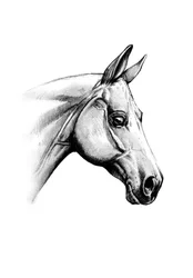 Majestuosa cabeza de caballo