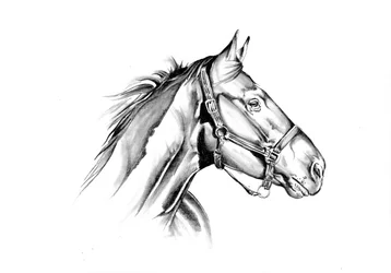 Perfil del caballo majestuoso