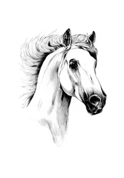 El majestuoso caballo blanco