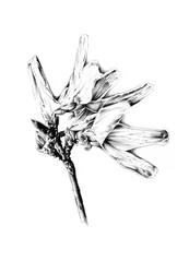 Boceto floral monocromo