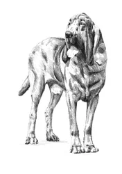 Boceto de un sabueso noble