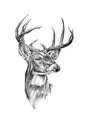 Retrato de Noble Buck