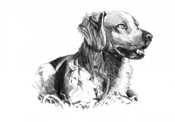 Retrato de un perro noble