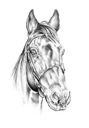 Dibujo de un caballo noble