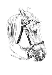 Boceto de una noble cabeza de caballo