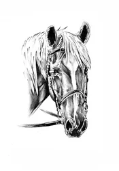 Retrato de un noble caballo