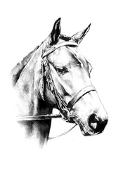 Retrato de un noble caballo