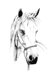 Retrato de un noble caballo