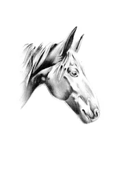 Perfil de Noble Horse