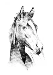 Perfil de Noble Horse