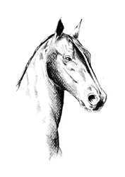 Perfil de Noble Horse