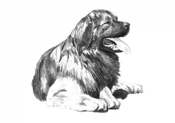 Dibujo de un perro jadeando