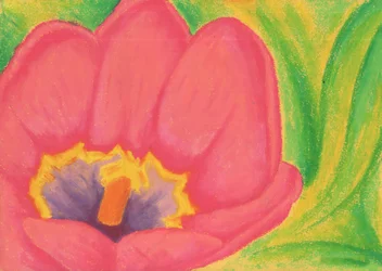 Flor de tulipán rosa