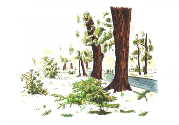 Bosques tranquilos en invierno
