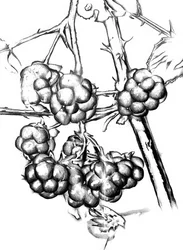 Bayas silvestres maduras