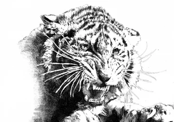 El tigre rugiente