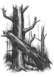 Boceto de un bosque rústico