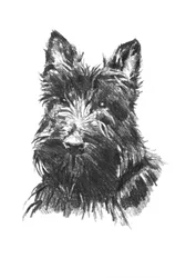 Retrato de un Scottish Terrier