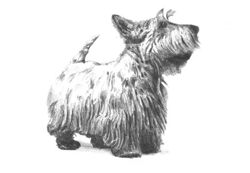 Boceto de un Scottish Terrier